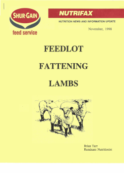 Feedlot Fattening Lambs