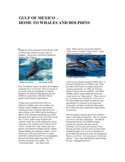 Gulf Of Mexico &ndash; Home To Whales And Dolphins