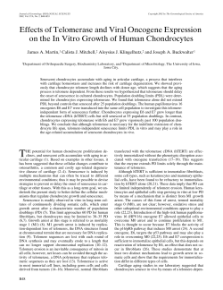 Effects of Telomerase and Viral Oncogene Expression on the In Vitro