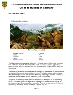 Guide to Hunting in Germany