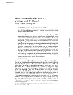 Probes of the Conduction Process of a Voltage-gated C1