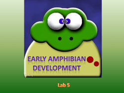 Stages in amphibian development
