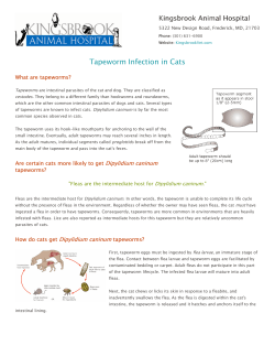 Tapeworm Infection in Cats - Kingsbrook Animal Hospital
