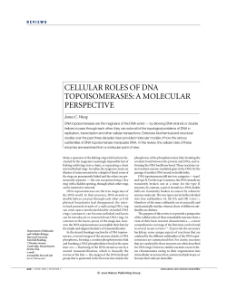 cellular roles of dna topoisomerases: a