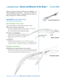 A CHAPERONE`S GUIDE TO Bones and Muscles of the Body 1