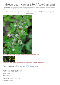 Green deathcamas (Anticlea virescens)