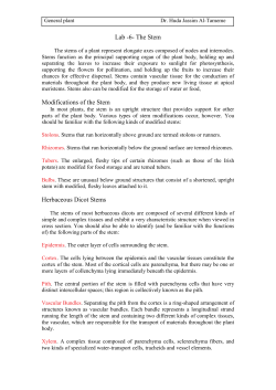 Lab -6- The Stem Modifications of the Stem Herbaceous Dicot Stems