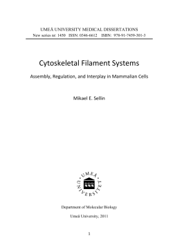 Cytoskeletal Filament Systems