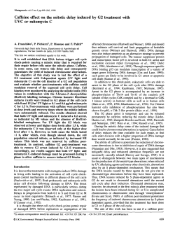Caffeine effect on the mitotic delay induced by