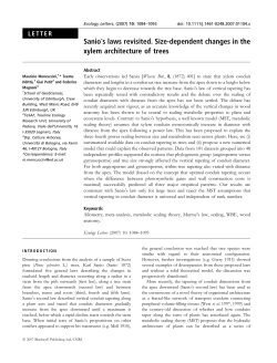 Sanio`s laws revisited. Size-dependent changes in the xylem