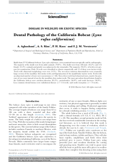 Dental Pathology of the California Bobcat
