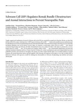 Schwann Cell LRP1 Regulates Remak Bundle Ultrastructure and