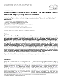 Nodulation of Crotalaria podocarpa DC. by