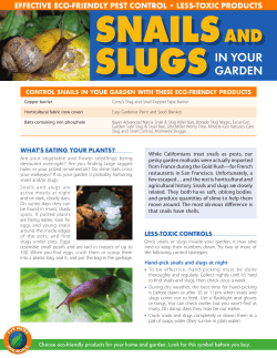 Snails and Slugs