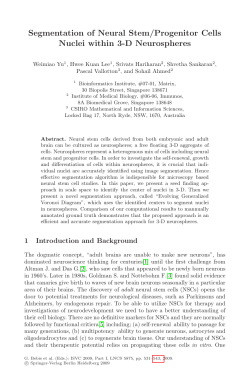 Segmentation of Neural Stem/Progenitor Cells Nuclei within 3