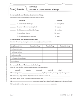 Study Guide, Section 2: Diversity of Fungi