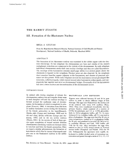 THE RABBIT ZYGOTE III. Formation of the Blastomere Nucleus