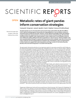 Metabolic rates of giant pandas inform conservation strategies