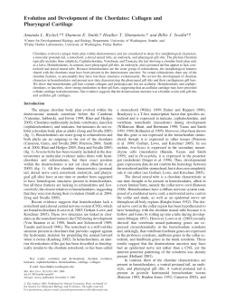 Evolution and Development of the Chordates: Collagen and