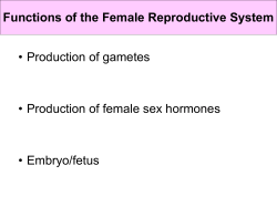 Production of gametes &bull; Production of female sex