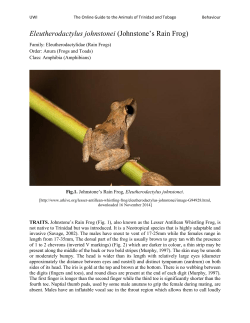 Eleutherodactylus johnstonei (Johnstone`s Rain Frog)