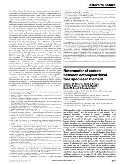 Net transfer of carbon between ectomycorrhizal tree