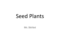 Seed Plants