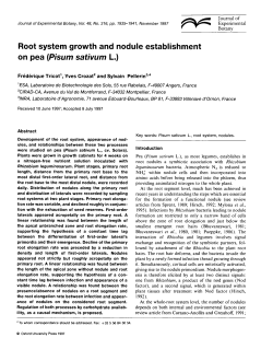 Root system growth and nodule establishment on pea (Pisum