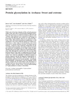 Protein glycosylation in Archaea: Sweet and