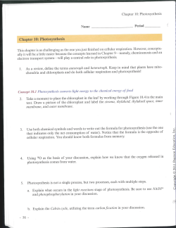 Chapter 10: Photosynthesis