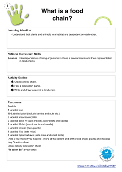 INTRODUCTION Lesson 3 - What is a food chain