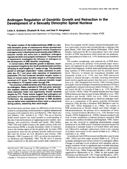 Androgen Regulation of Dendritic Growth and Retraction in the