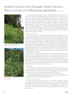 Another Invasive Vine Strangles North Carolina: Mile-a