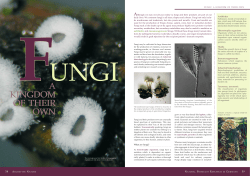kingdom of their own a kingdom of their own - Naturstoff