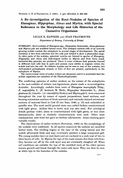 A Re-investigation of the Root-Nodules of Species of