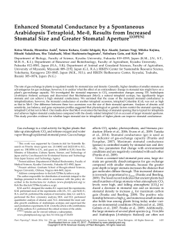 Enhanced Stomatal Conductance by a