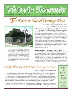 he Parent Navel Orange Tree