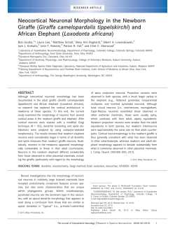 Neocortical Neuronal Morphology in the Newborn Giraffe (Giraffa