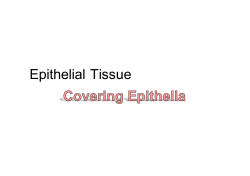 ETG_files/Epithelial Tissue