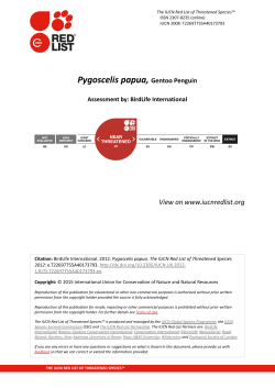 Pygoscelis papua, Gentoo Penguin