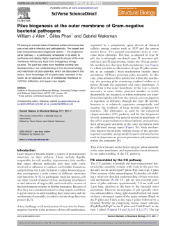 Pilus biogenesis at the outer membrane of Gram