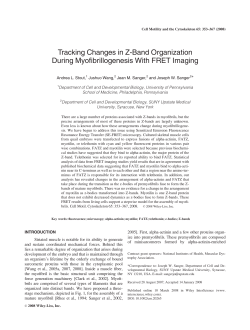 Tracking changes in Z-band organization during