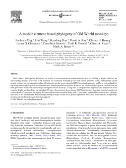 A mobile element based phylogeny of Old World monkeys