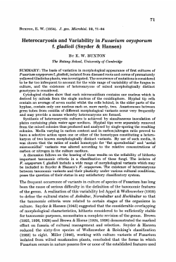 f. gladioli (Snyder 81 Hansen)