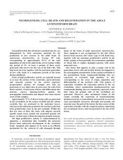 Neurogenesis in the adult gymnotiform brain