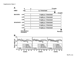 DMSO n=5 0 2 10 weeks i.p. 3 times/week DMSO n 5 1 mg/kg i.p. 3