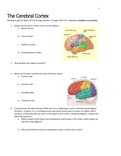 The Cerebral Cortex