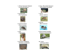 1. African Savannah Elephant 6. Gray, Short