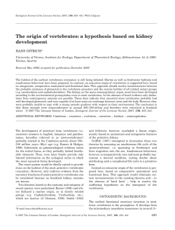 The origin of vertebrates: a hypothesis based on kidney development