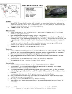 Giant South American Turtle